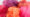 Mixed Pink Hues