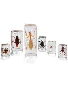 Knowledge Builder Mini Beasts Insects & Spiders Set of 24
