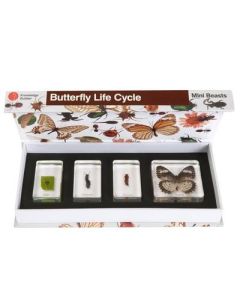 Mini Beasts Butterfly Life Cycle and Frog life Cycle