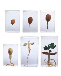 Knowledge Builder Peanut Life Cycle