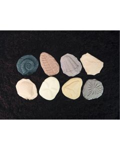 Let's Investigate Fossils