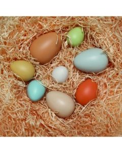 Size Sorting Eggs Pack of 8
