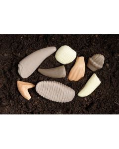 Let's Investigate Prehistoric Teeth Pack of 8