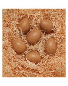 Sensory Sound Eggs Pack of 6