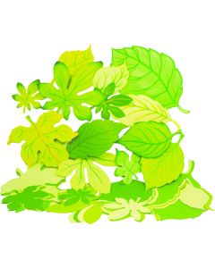 Jumbo Mixed Spring/Summer Leaves Pack of 60