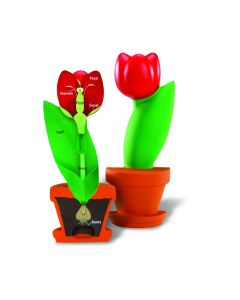 Cross-Section Flower Model