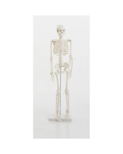 1/2 Scale Skeleton Model White