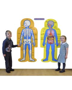 Double-Sided Magnetic Human Body Demonstration Set