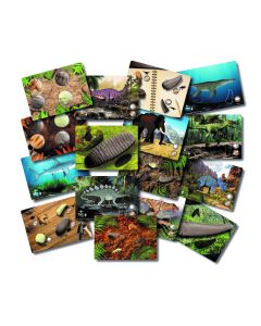 Prehistoric Teeth Explore and Discover Cards