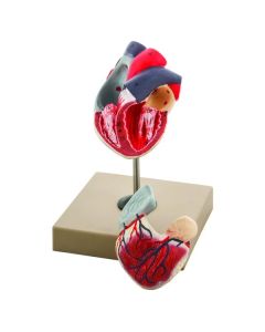 Human Heart Model 2 Parts