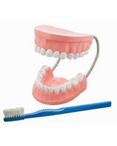 Dental Care Model