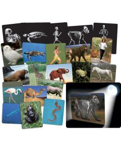 Animal X-Rays