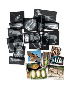 What's Inside Animals