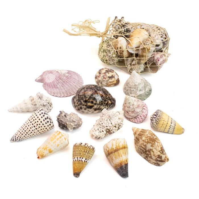 Shells Shells