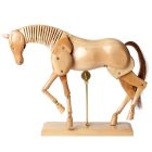 Specialist Crafts Wooden Anatomical Horse