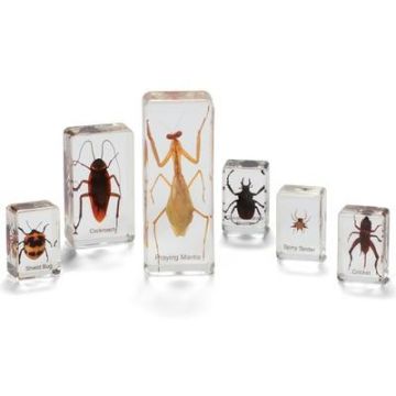 Knowledge Builder Mini Beasts Insects & Spiders Set of 24