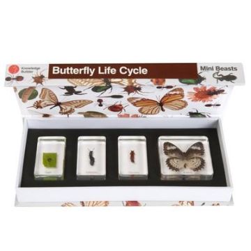 Mini Beasts Butterfly Life Cycle and Frog life Cycle