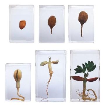 Knowledge Builder Peanut Life Cycle