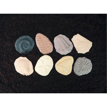 Let's Investigate Fossils