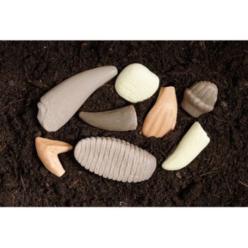 Let's Investigate Prehistoric Teeth Pack of 8