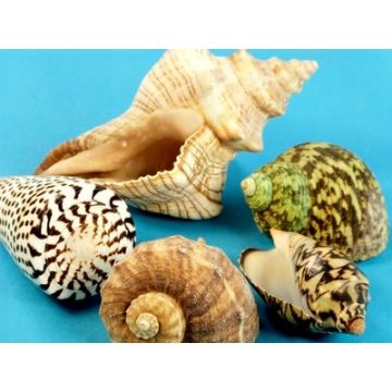 Giant Shell Pack