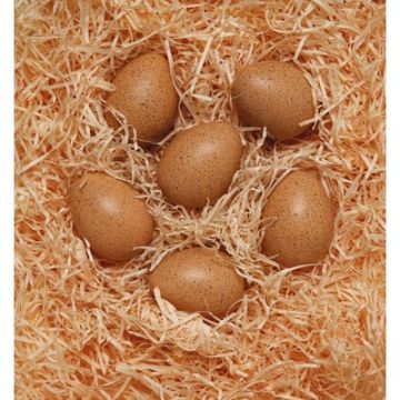 Sensory Sound Eggs Pack of 6