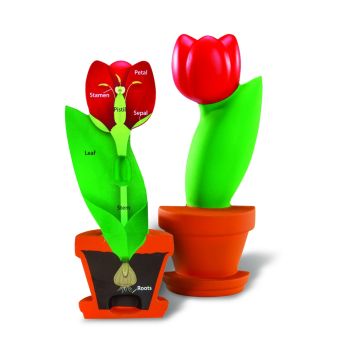 Cross-Section Flower Model