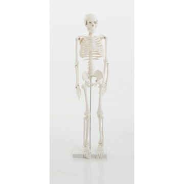 1/2 Scale Skeleton Model White