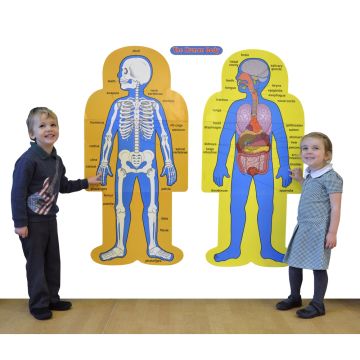 Double-Sided Magnetic Human Body Demonstration Set