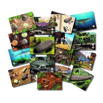 Prehistoric Teeth Explore and Discover Cards