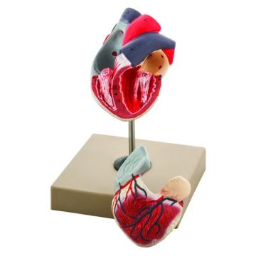 Human Heart Model 2 Parts