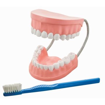 Dental Care Model