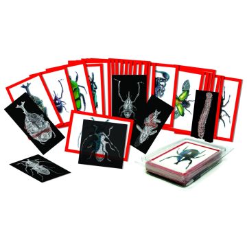 Insect X-Ray and Picture Cards