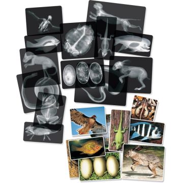 What's Inside Animals